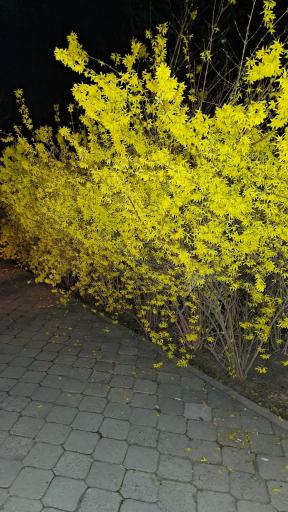 عکس پارک ملت