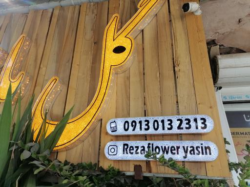 عکس گل یاسین 