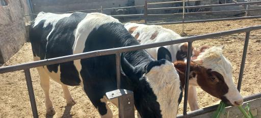 عکس گاوداری شریفی 