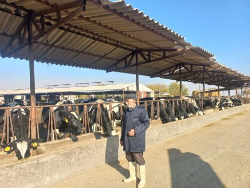 عکس گاوداری شریفی 