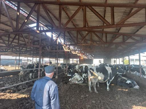 عکس گاوداری شریفی 