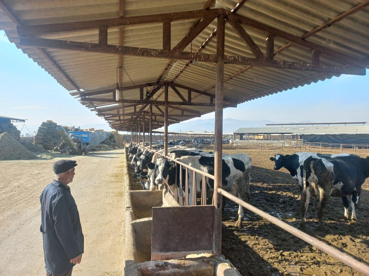 عکس گاوداری شریفی 