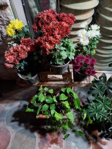 عکس گل فروشی آدینه