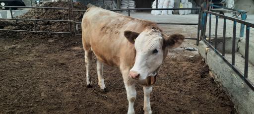 عکس گاوداری انعامی