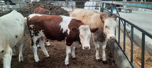 عکس گاوداری انعامی