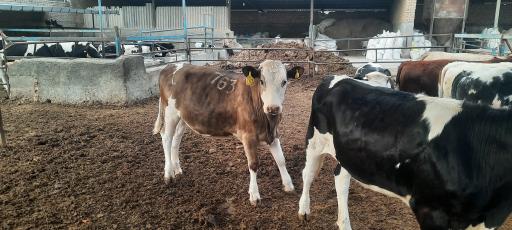 عکس گاوداری انعامی