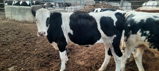 عکس گاوداری انعامی