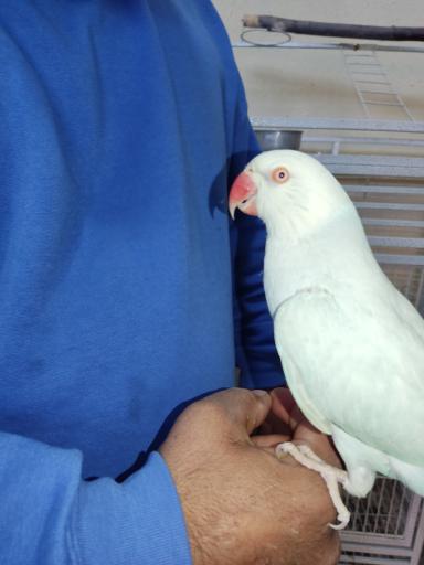 عکس پرنده فروشی ققنوس