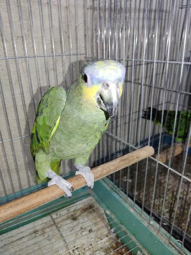 عکس پرنده فروشی ققنوس