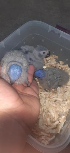 عکس پرنده فروشی ققنوس