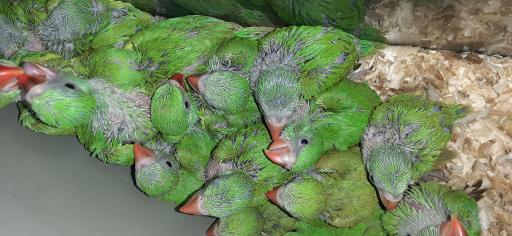 عکس پرنده فروشی ققنوس