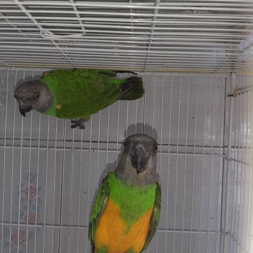 عکس پرنده فروشی ققنوس