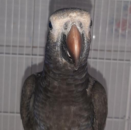 عکس پرنده فروشی ققنوس