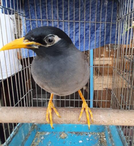 عکس پرنده فروشی ققنوس