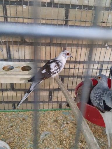 عکس پرنده فروشی ققنوس