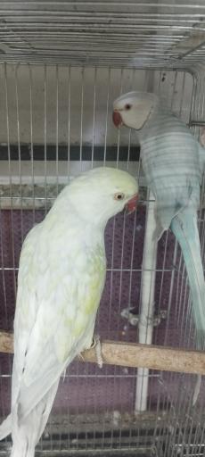 عکس پرنده فروشی ققنوس