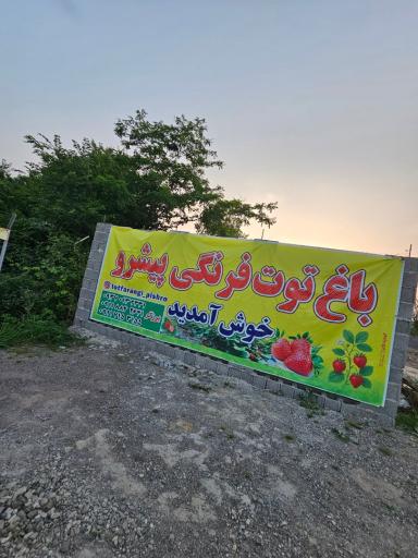عکس باغ توت فرنگی پیشرو