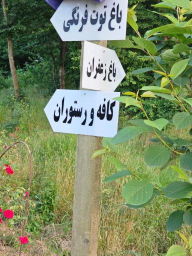 عکس باغ توت فرنگی پیشرو