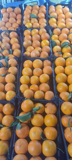 عکس میوه فروشی شبانه روزی 