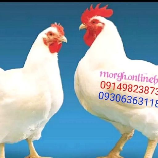 عکس مرغ آنلاین بوکان 