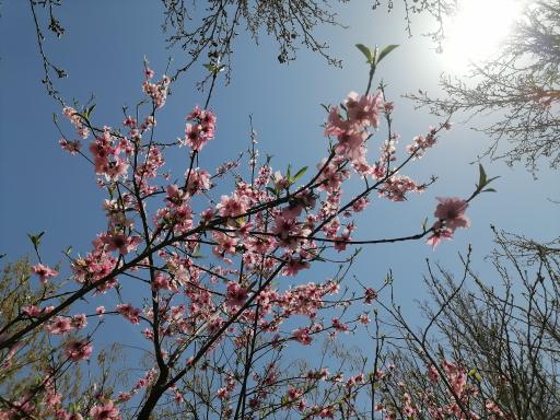 عکس بوستان کودک