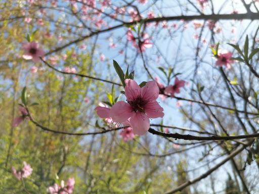 عکس بوستان کودک