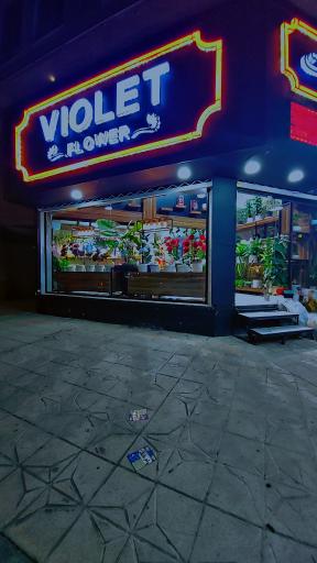 عکس گل ویولت