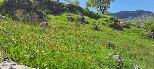 عکس گچساران