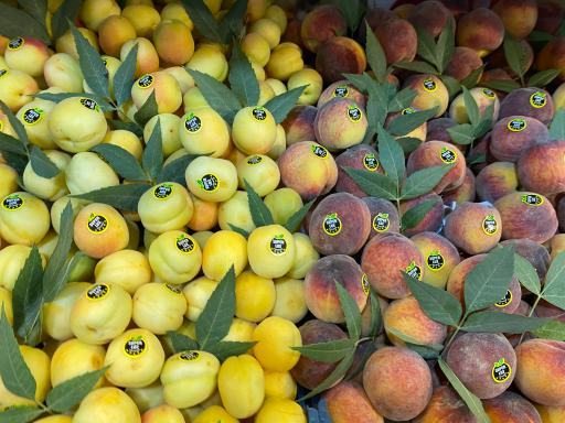 عکس هایپرمیوه فتحی