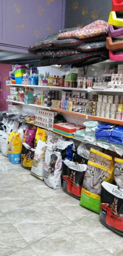 عکس پت شاپ گارفیلد