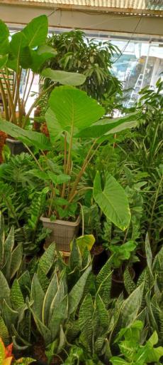 گلفروشی گل مریم 