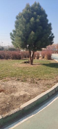 عکس بوستان حافظ