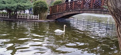 عکس دریاچه قو پارک چمران