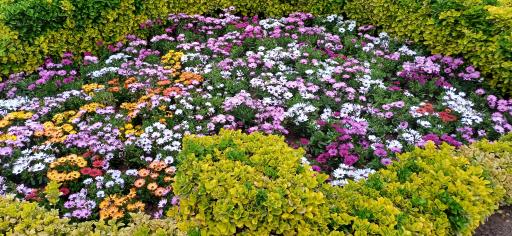 دریاچه قو پارک چمران