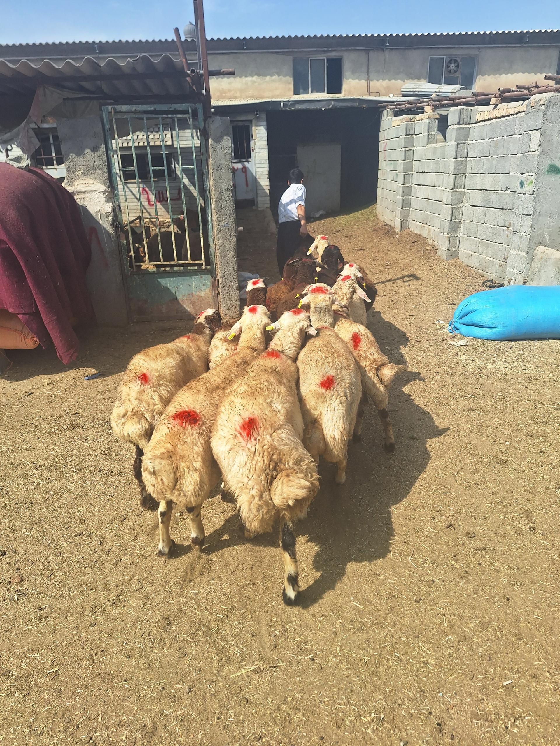 عکس گوسفند کرمانشاه