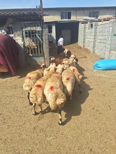 عکس گوسفند کرمانشاه
