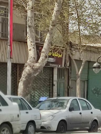 عکس پرنده زینتی امیرعلی