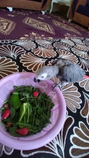 عکس پرنده زینتی امیرعلی