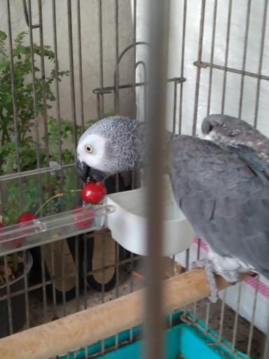 عکس پرنده زینتی امیرعلی