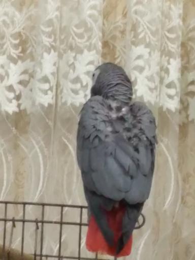 عکس پرنده زینتی امیرعلی