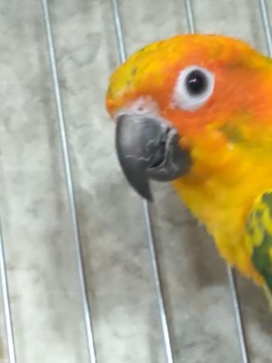 عکس پرنده زینتی امیرعلی