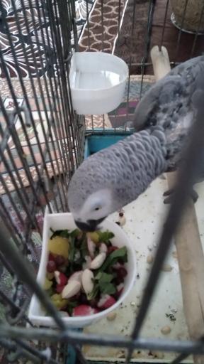 عکس پرنده زینتی امیرعلی