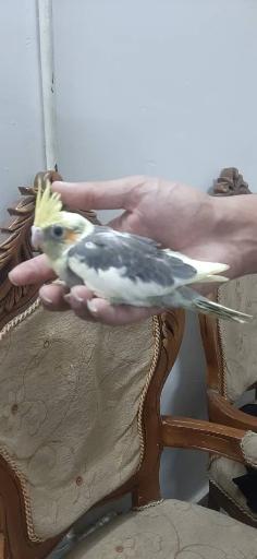 عکس پرنده زینتی امیرعلی