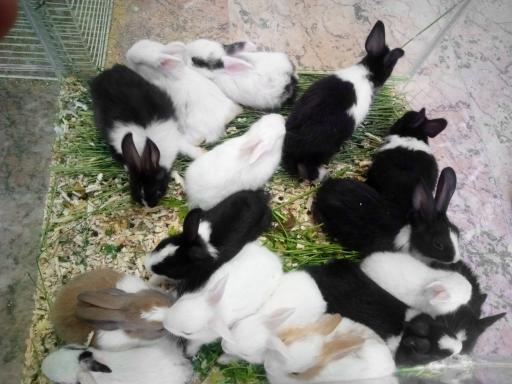 عکس پرنده زینتی امیرعلی