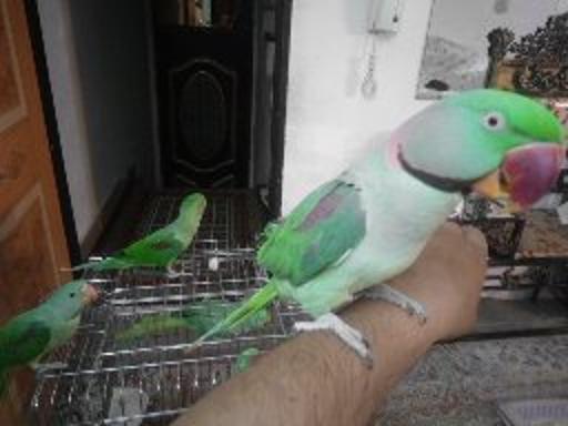 عکس پرنده زینتی امیرعلی