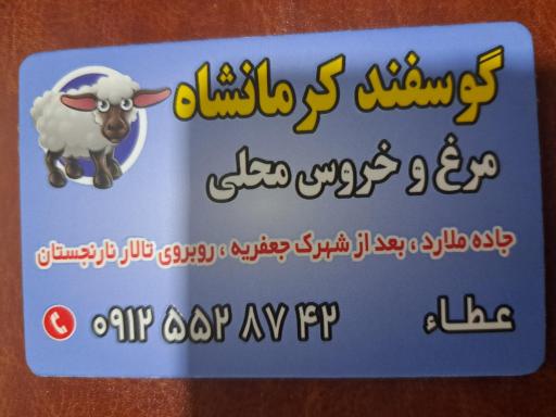 عکس گوسفند کرمانشاه