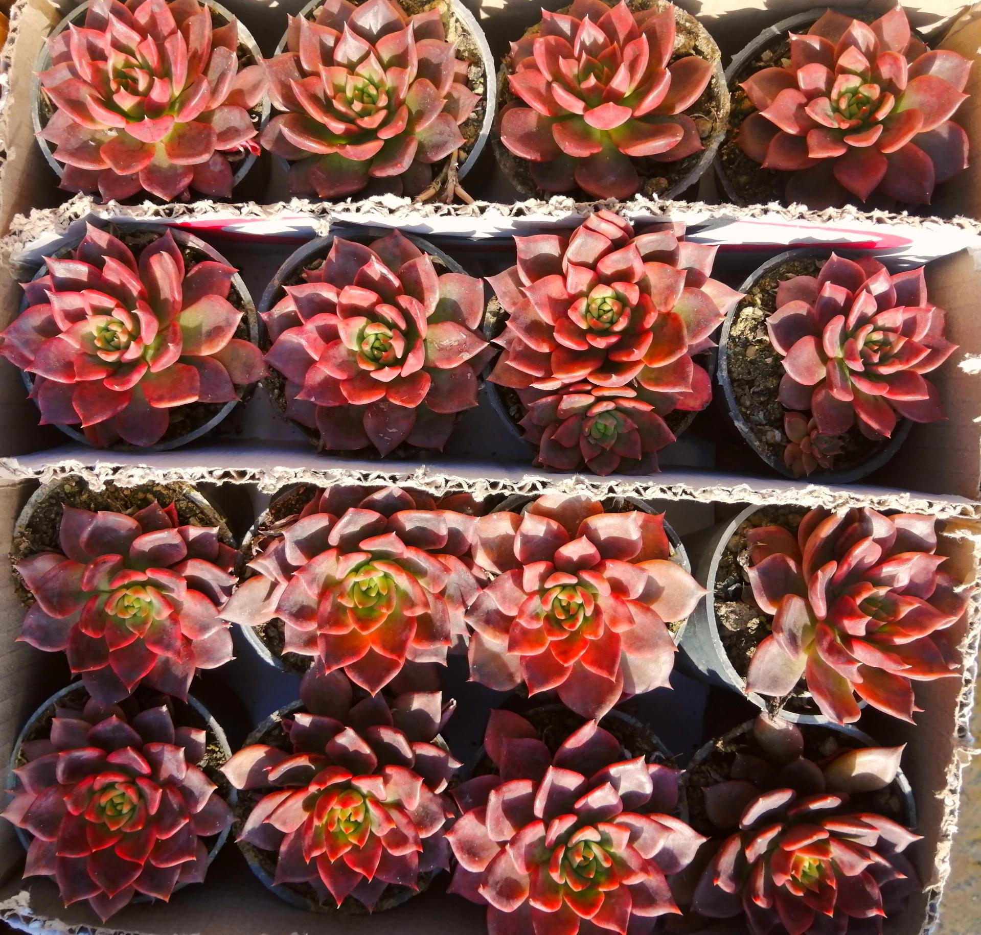 عکس معجزه سبز