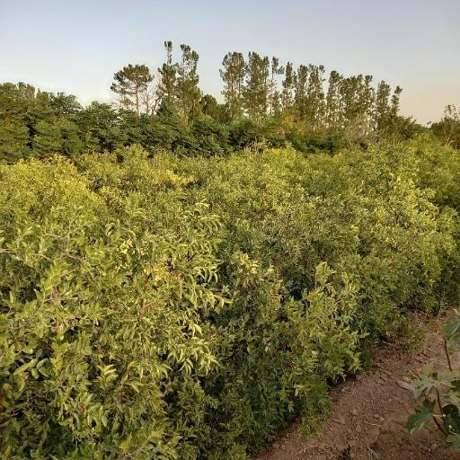 عکس نهالستان شمشیری