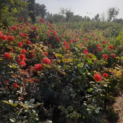 عکس نهالستان شمشیری