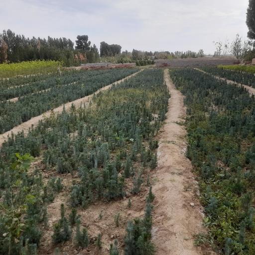 عکس نهالستان شمشیری